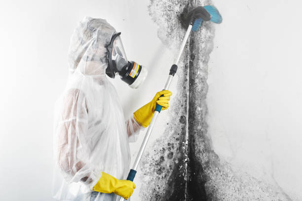 Best Industrial Mold Remediation  in Port Republic, NJ