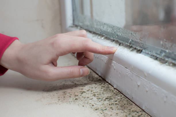 Best Forensic Mold Investigation  in Port Republic, NJ