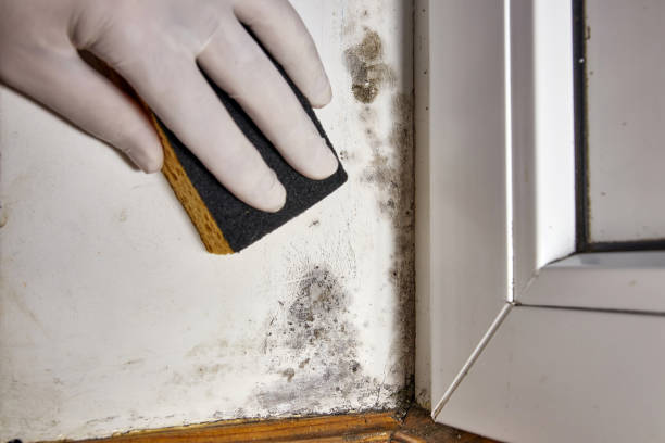 Best Commercial Mold Inspection  in Port Republic, NJ